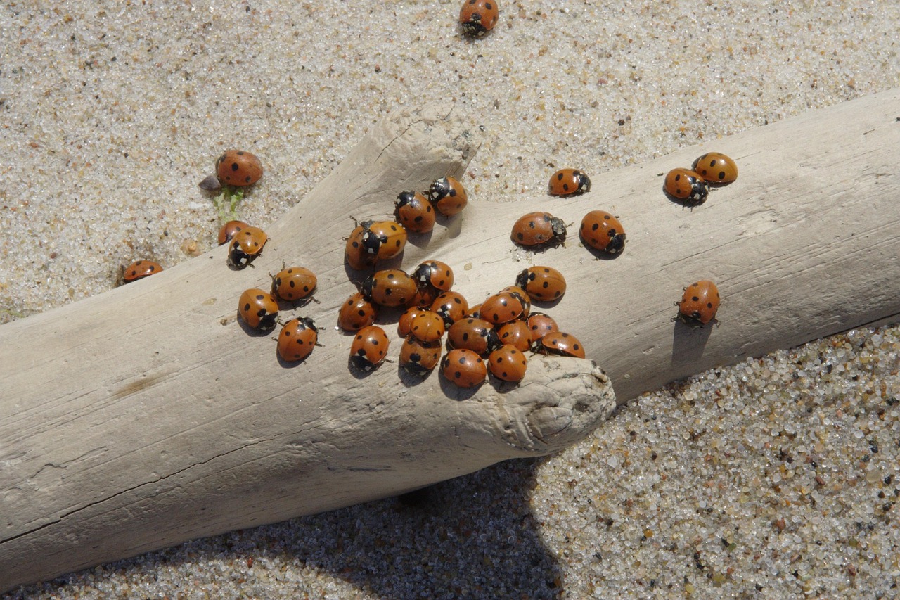 Salt, Sun, and Slow Time: Photographing Wood That Has Been Everywhere